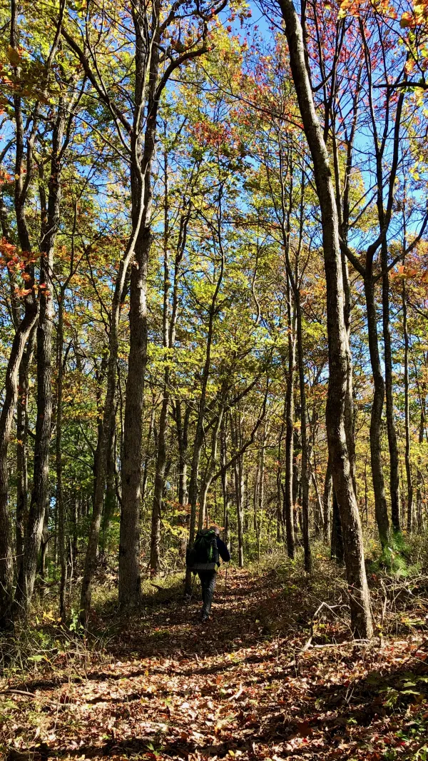 Tengo Hambre on the Benton MacKaye Trail