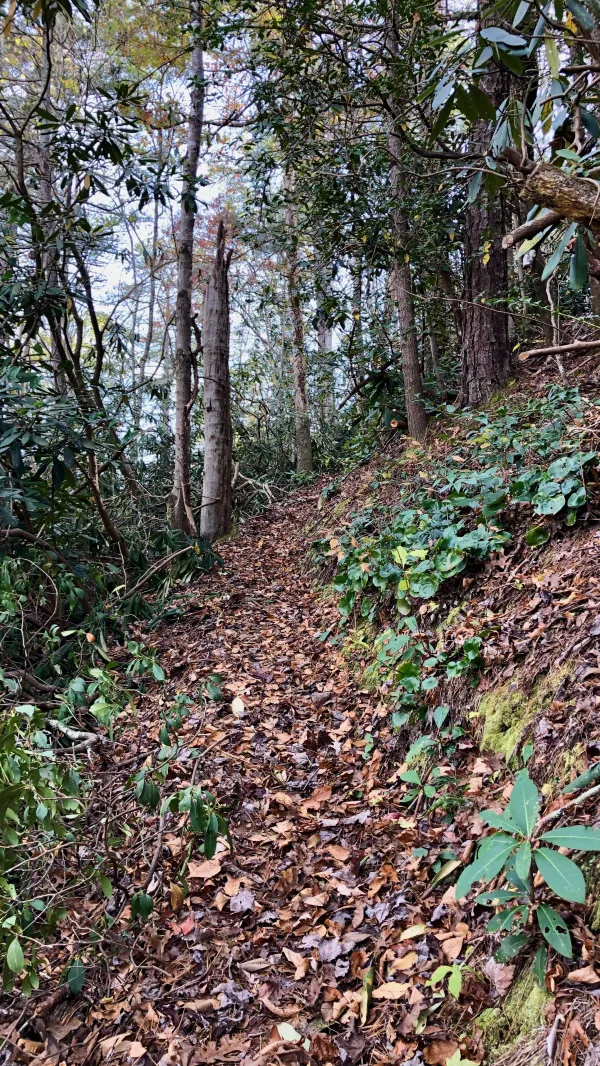 Starting up the Yellow Creek Mountain Trail