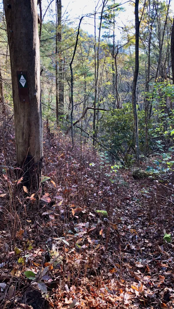 The first blaze after leaving the wilderness area