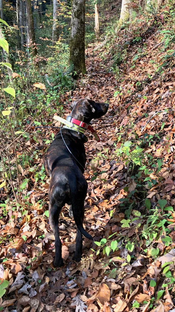 A hunting dog with a radio collar
