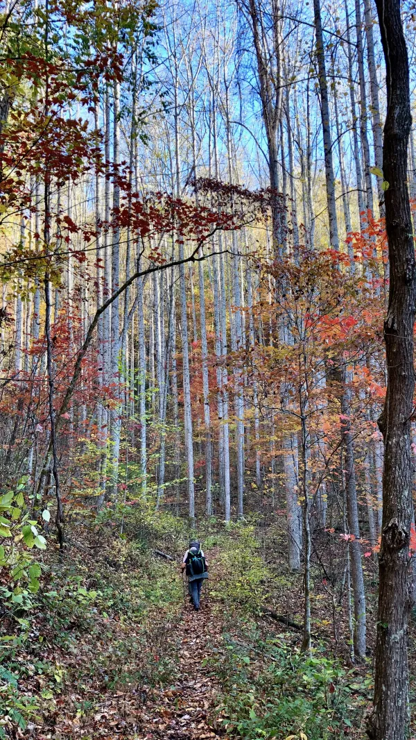 Second-growth forest