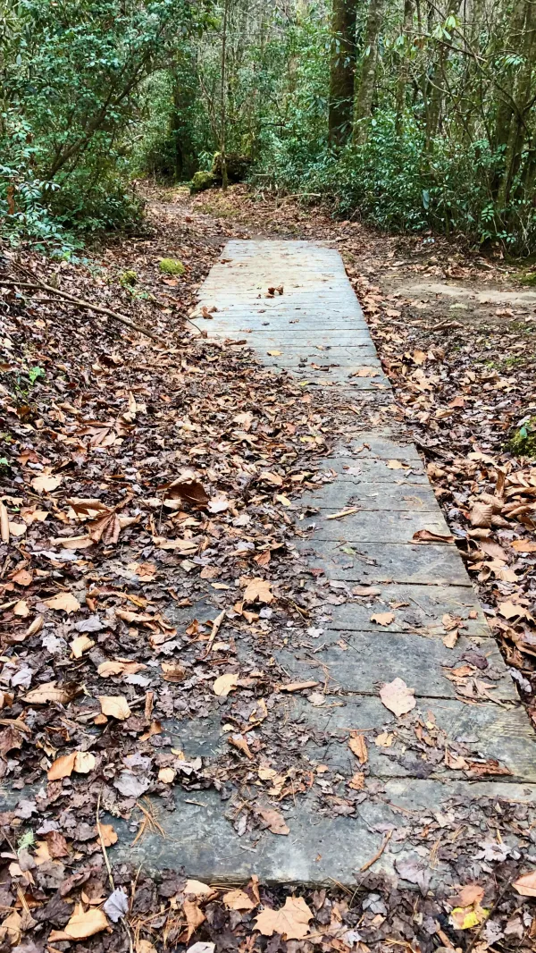 Trail boardwalk