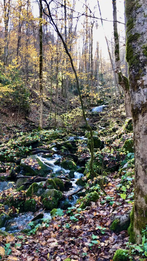 Baxter Creek