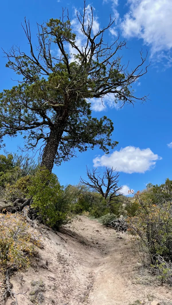 The trail climbs past a tree