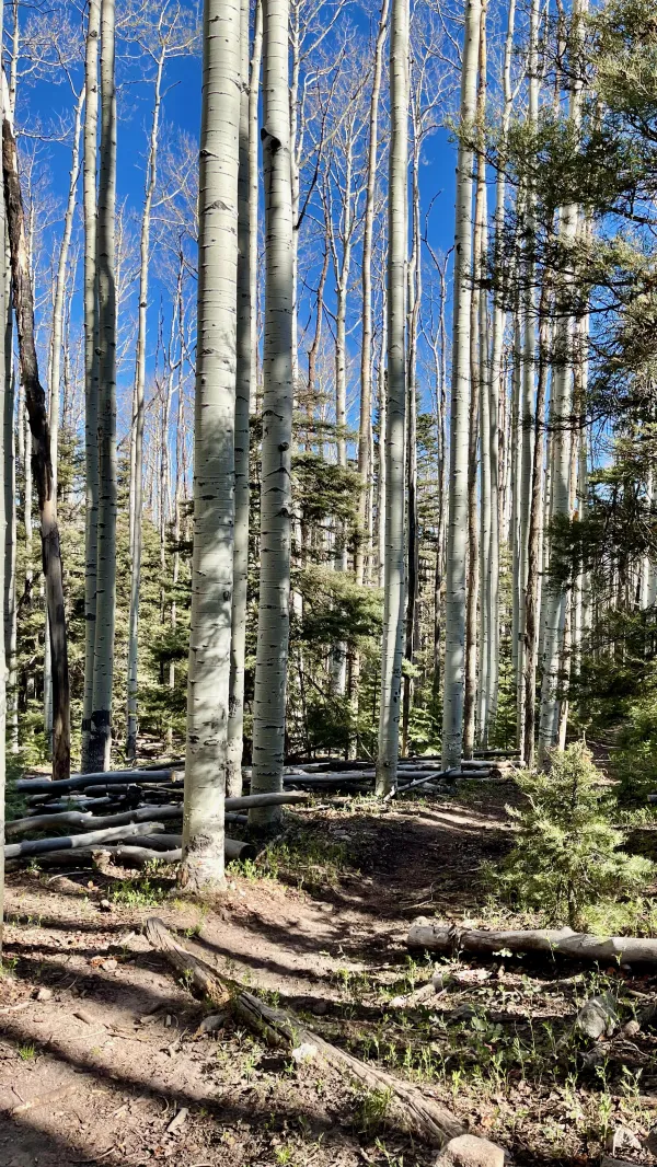 Entering an aspen forest