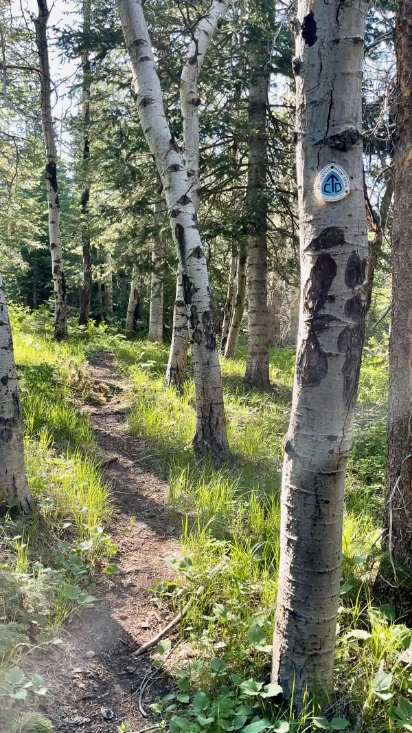 Entering a stand of aspen trees