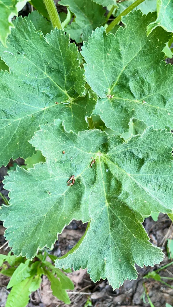 Common cow parsnip