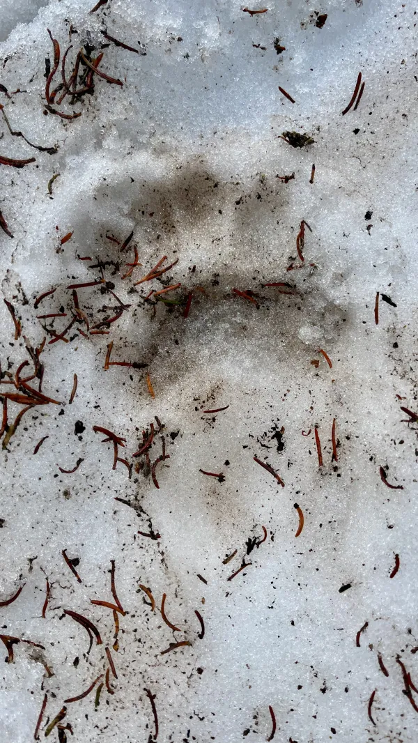 A bear paw print in snow