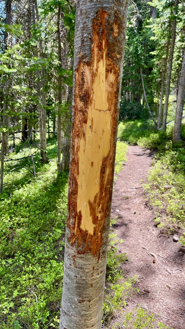 A tree with bark scratched off by a bear