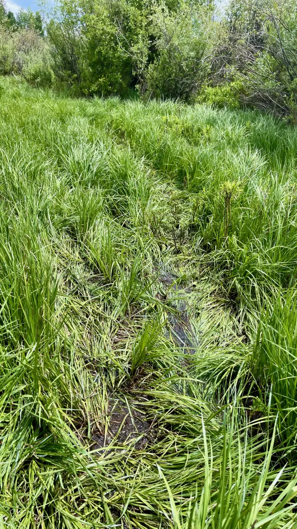 Swampy trail