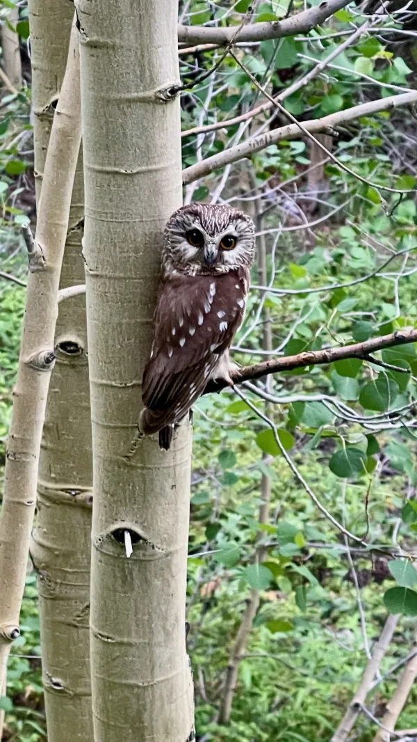 A northern saw-whet owl