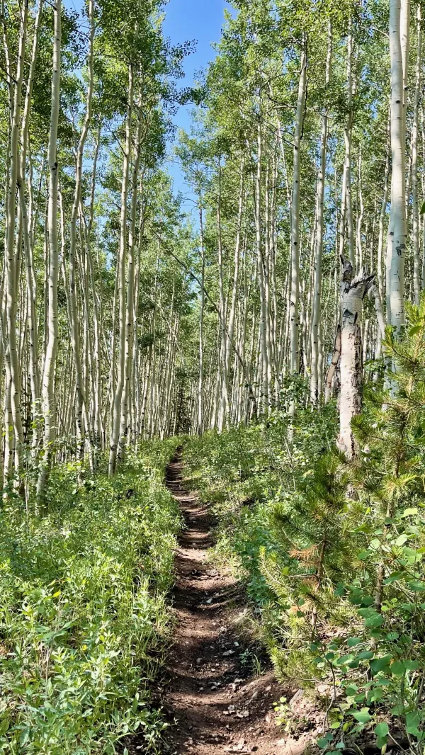 The CDT and CT pass through tall aspens