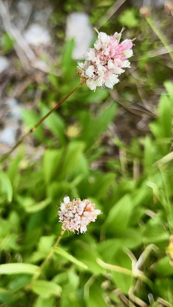 diamondleaf saxifrage
