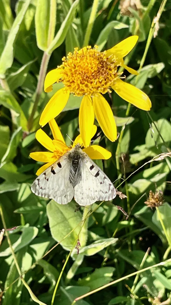 Rocky Mountain parnassian butterflies