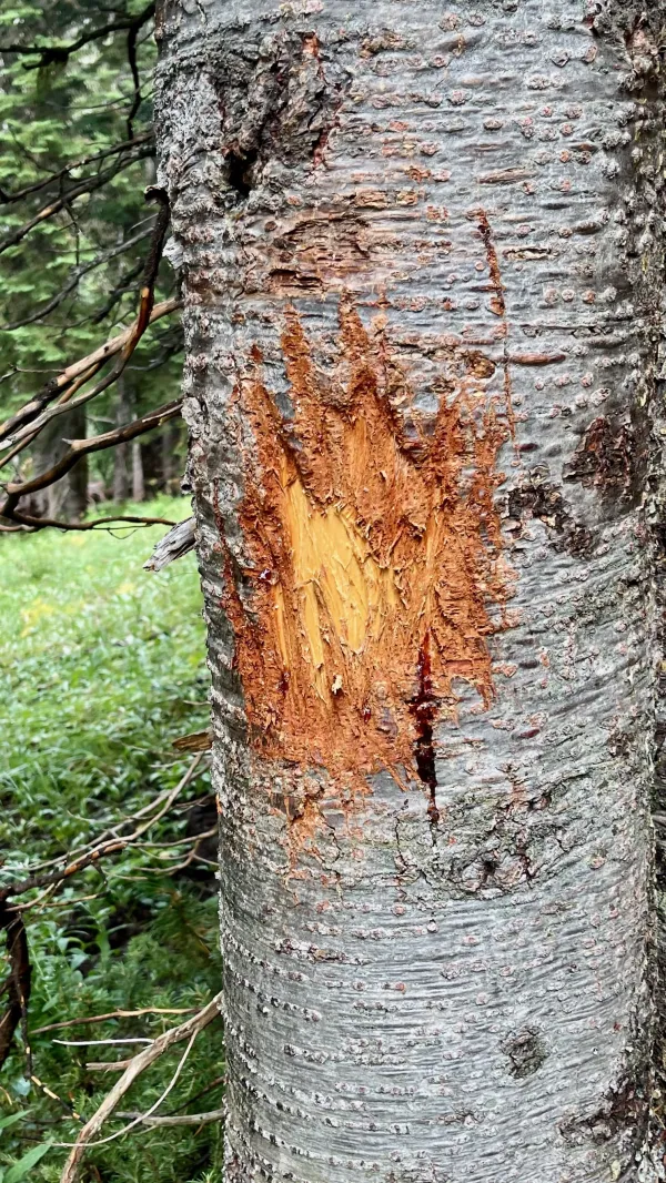 A tree that has been clawed by a bear