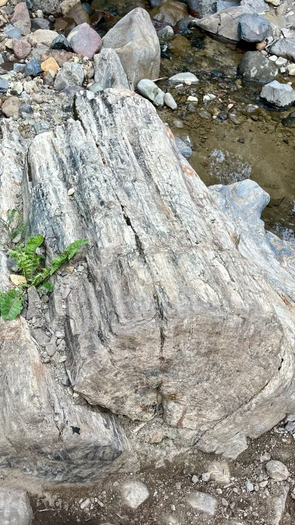 A petrified log