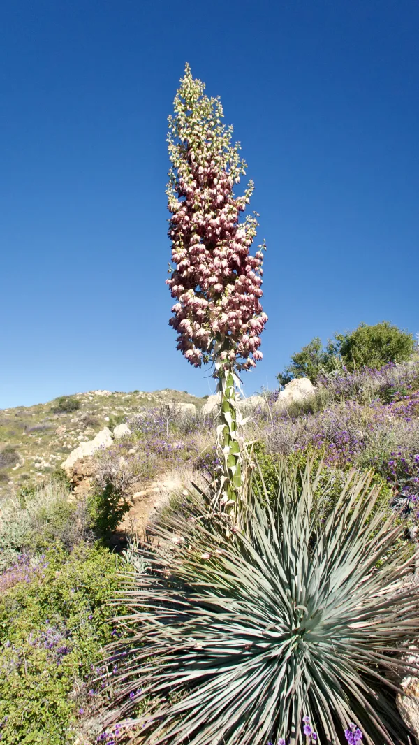 Mojave yucca
