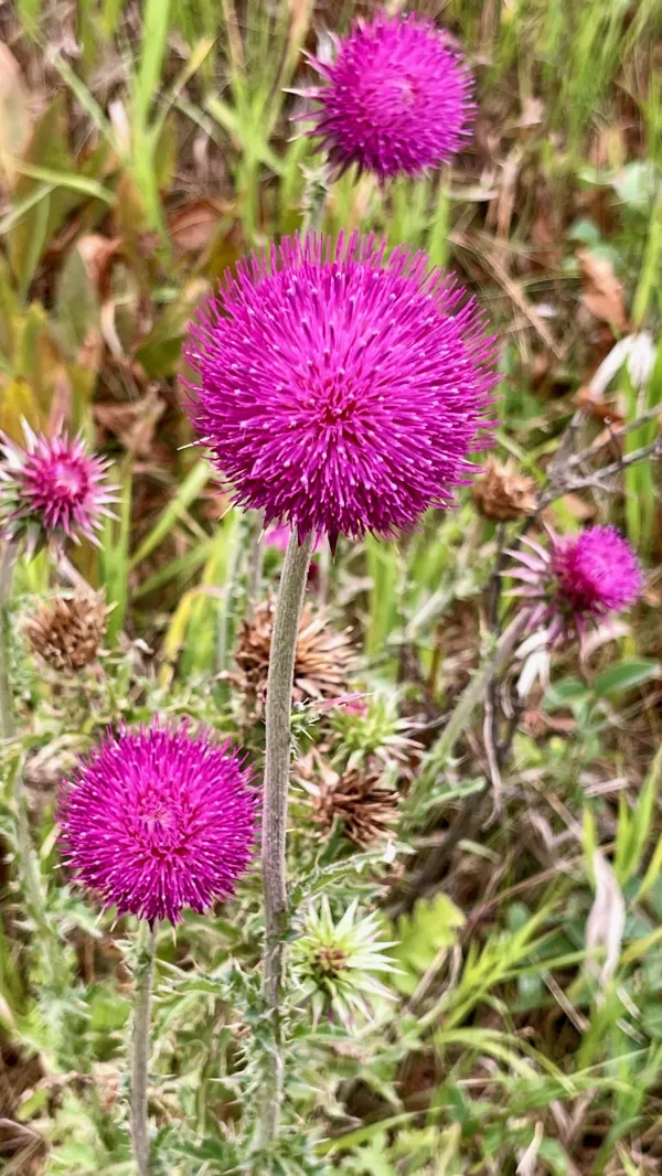 Musk thistle flowers