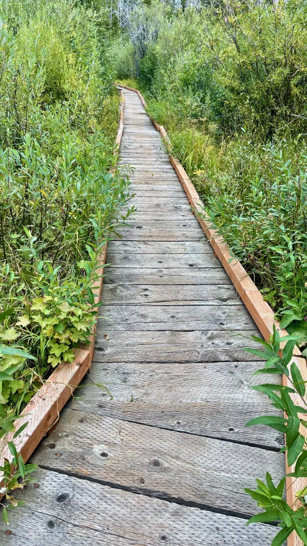 A wooden boardwalk across a marsh