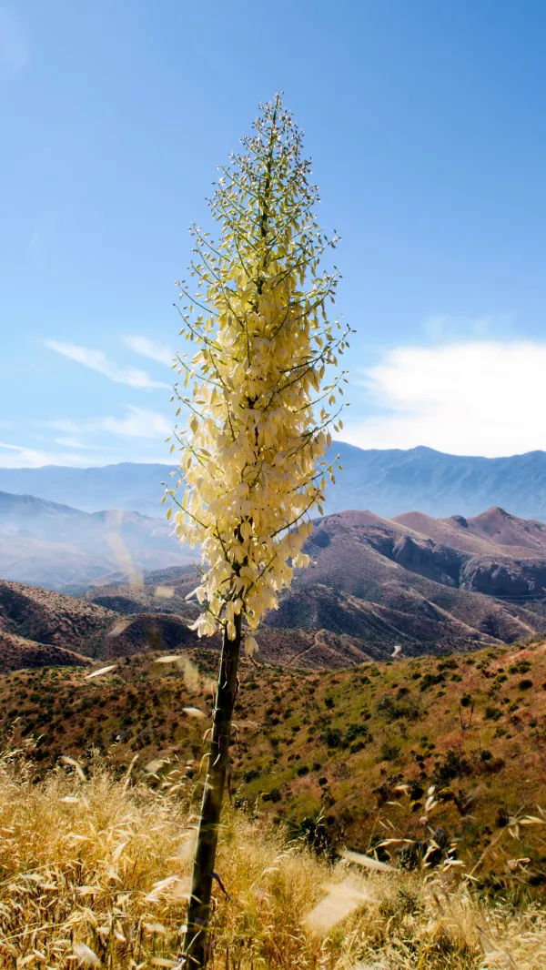 Flowering yucca