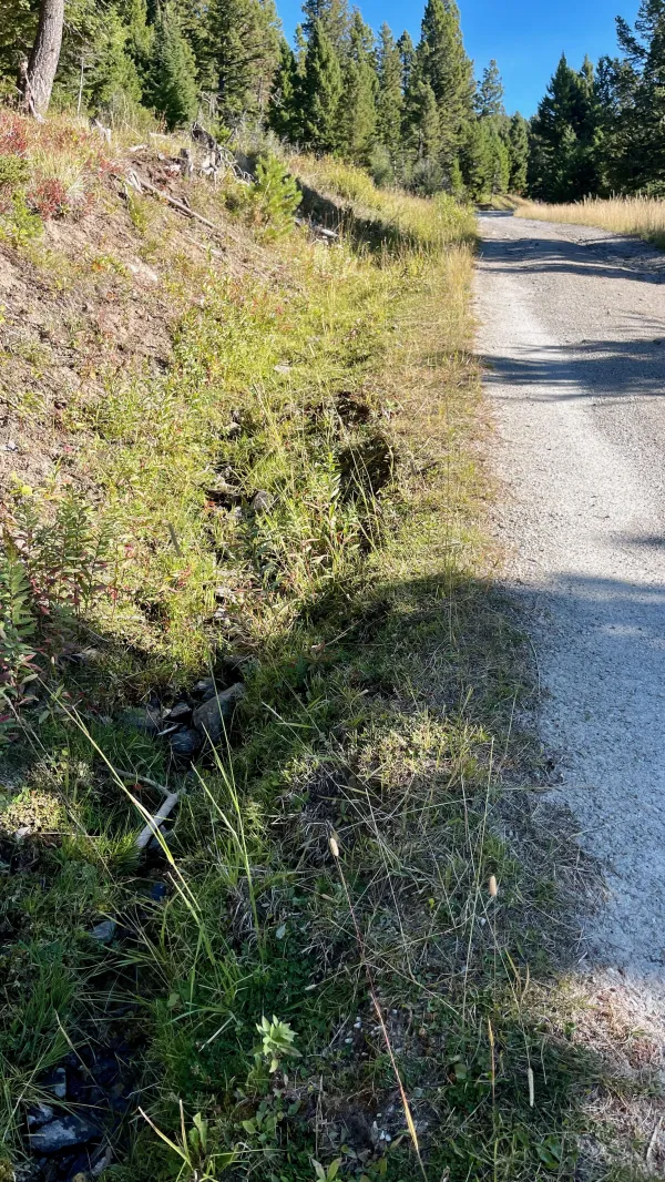 Water in a ditch next to a road