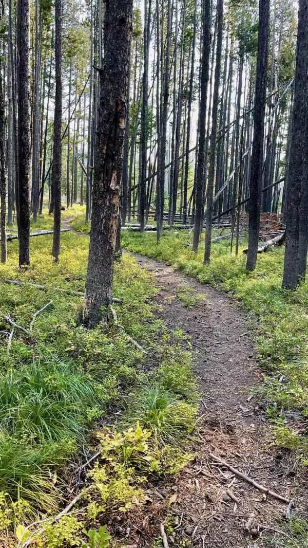 Burnt trees along the trail