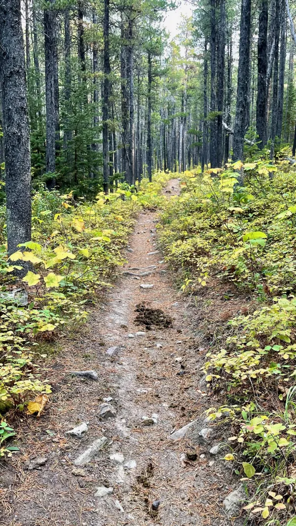 Bear scat on the trail