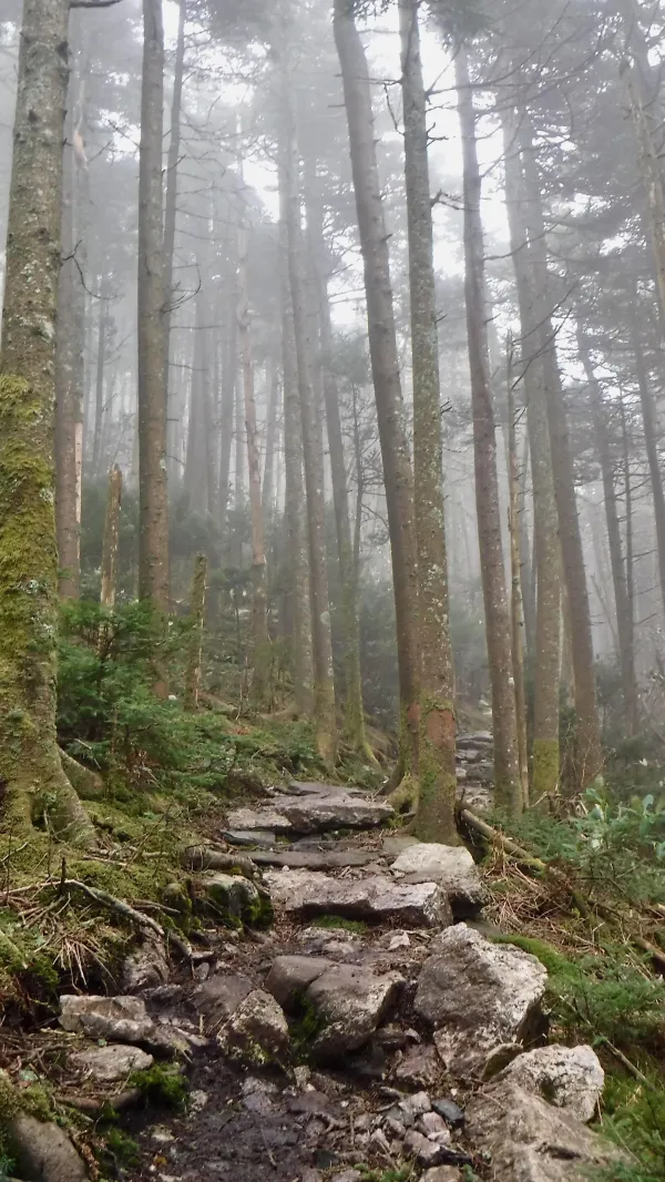 Foggy morning