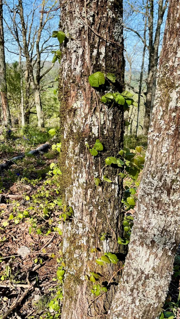 Not poison ivy