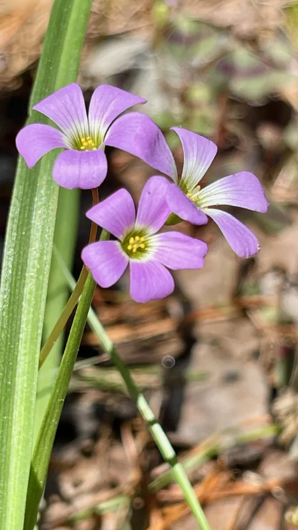 Wood sorrel flowers