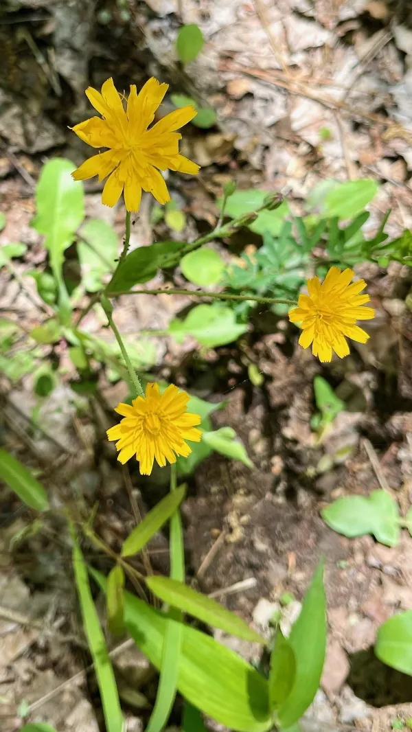 Two-flower dwarf dandelions