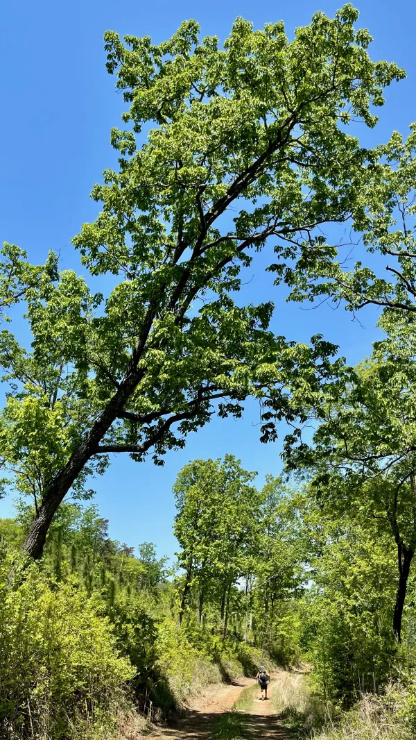 A leaning oak tree