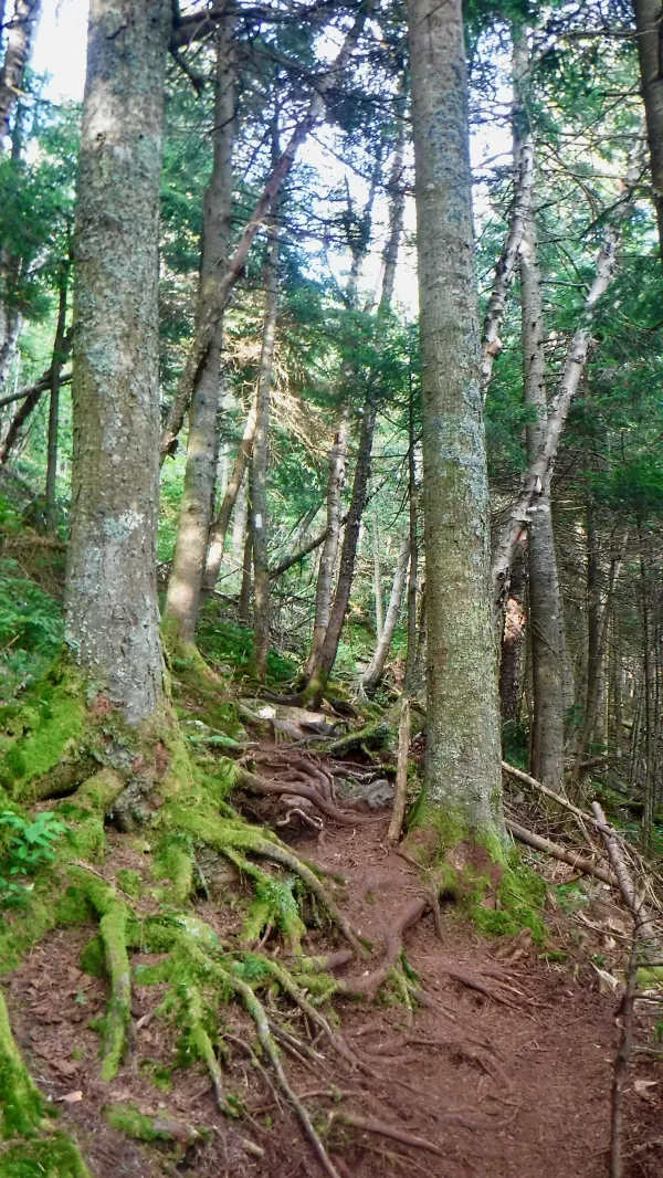 Beginning the climb up Killington Peak