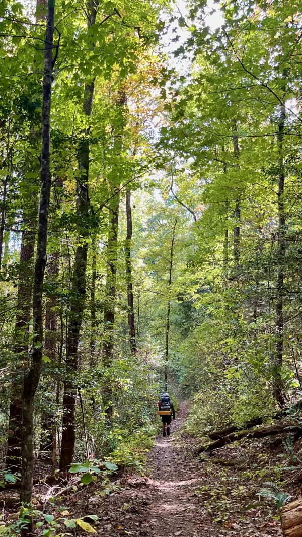 Tall trees
