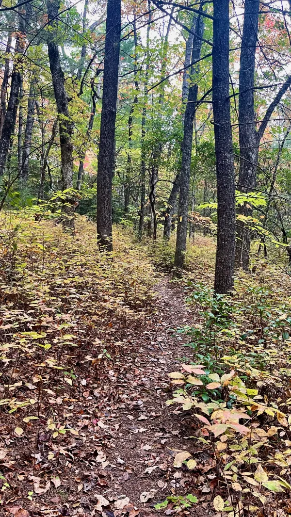 The Bartram Trail