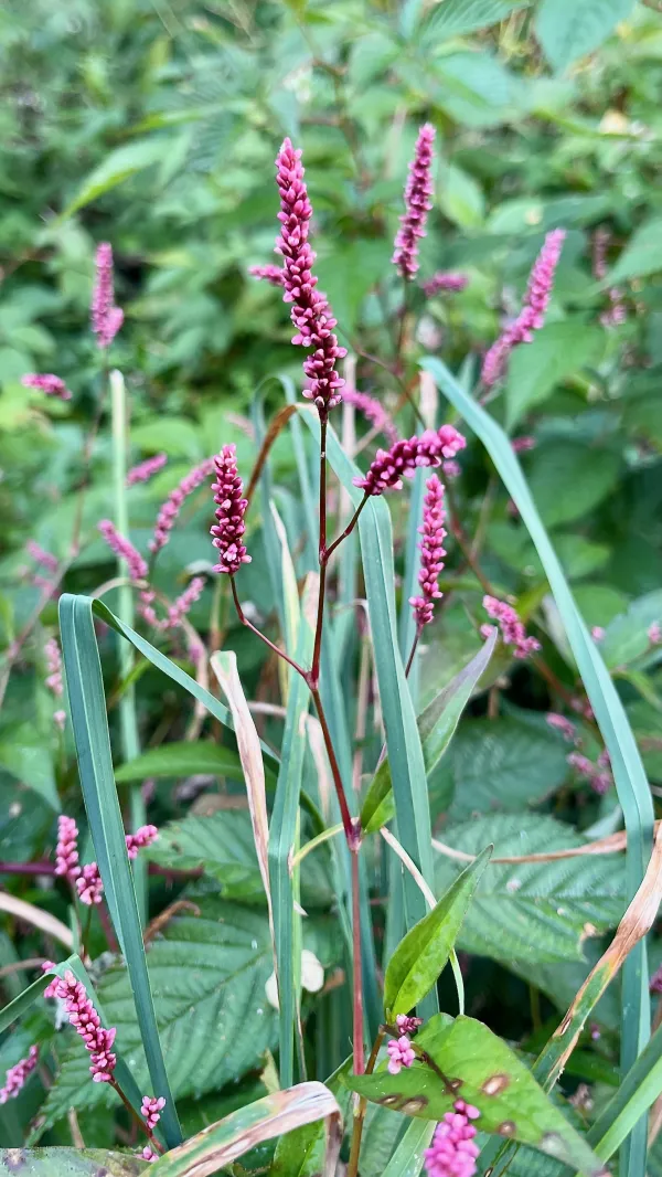 Low smartweed