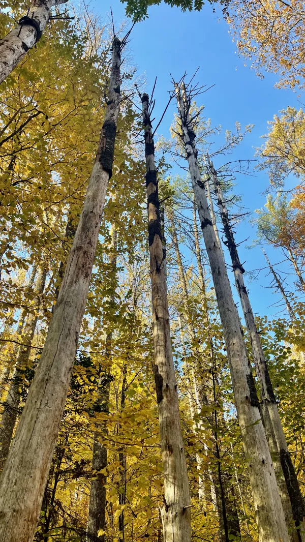 Tall, dead trees