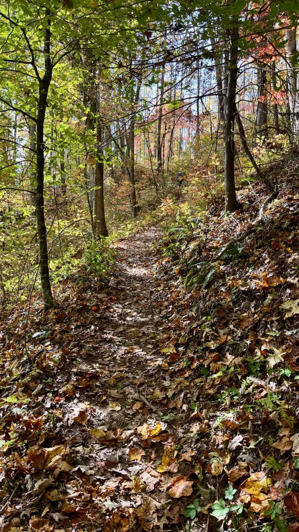 The trail begins to climb toward Cheoah Bald