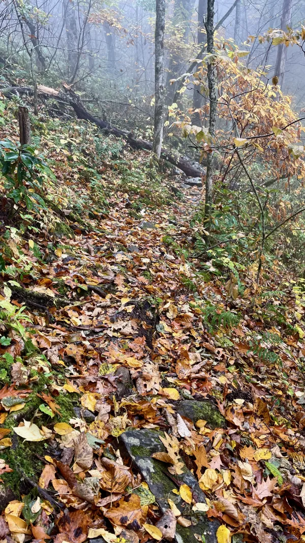 Wet leaves made the trail slippery