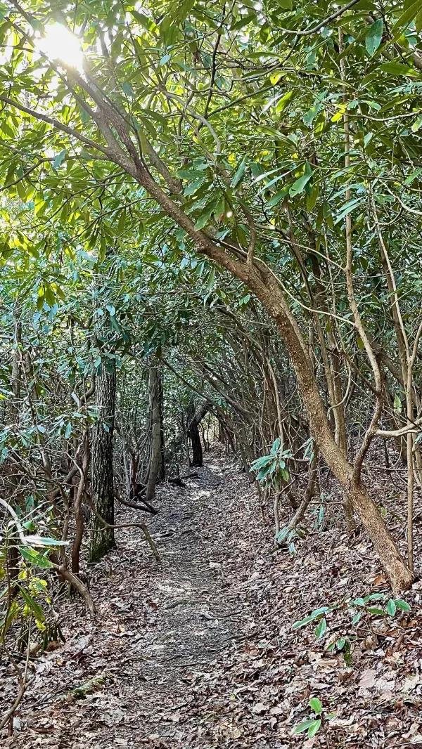 A tunnel of rhododendrons