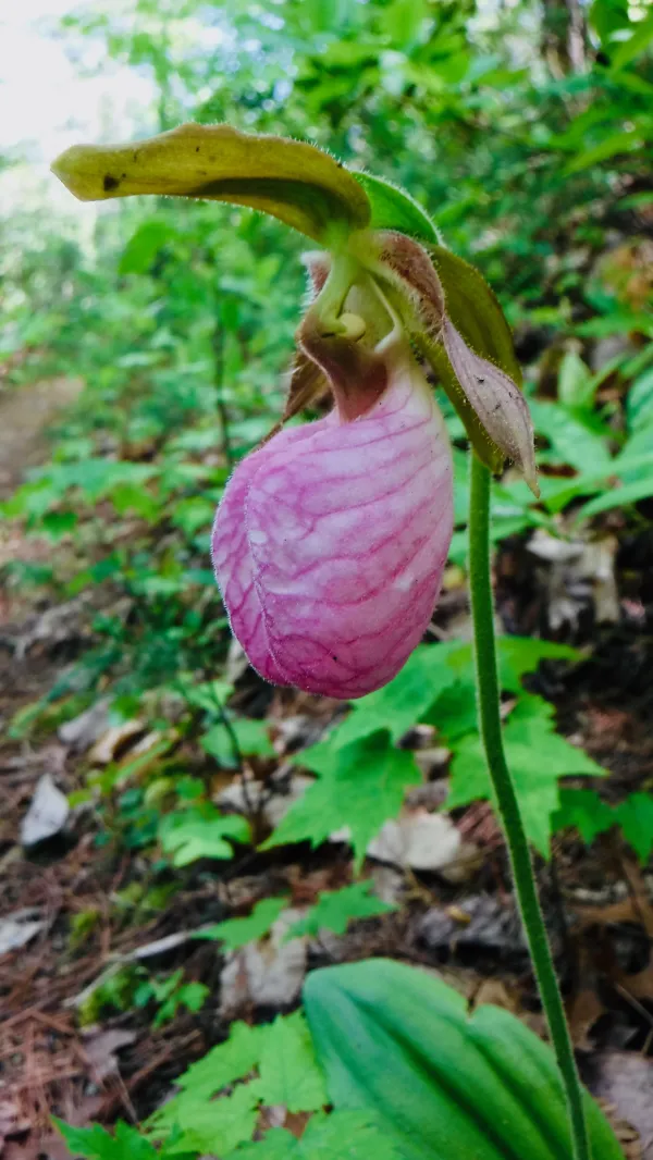 Pink Lady's Slipper