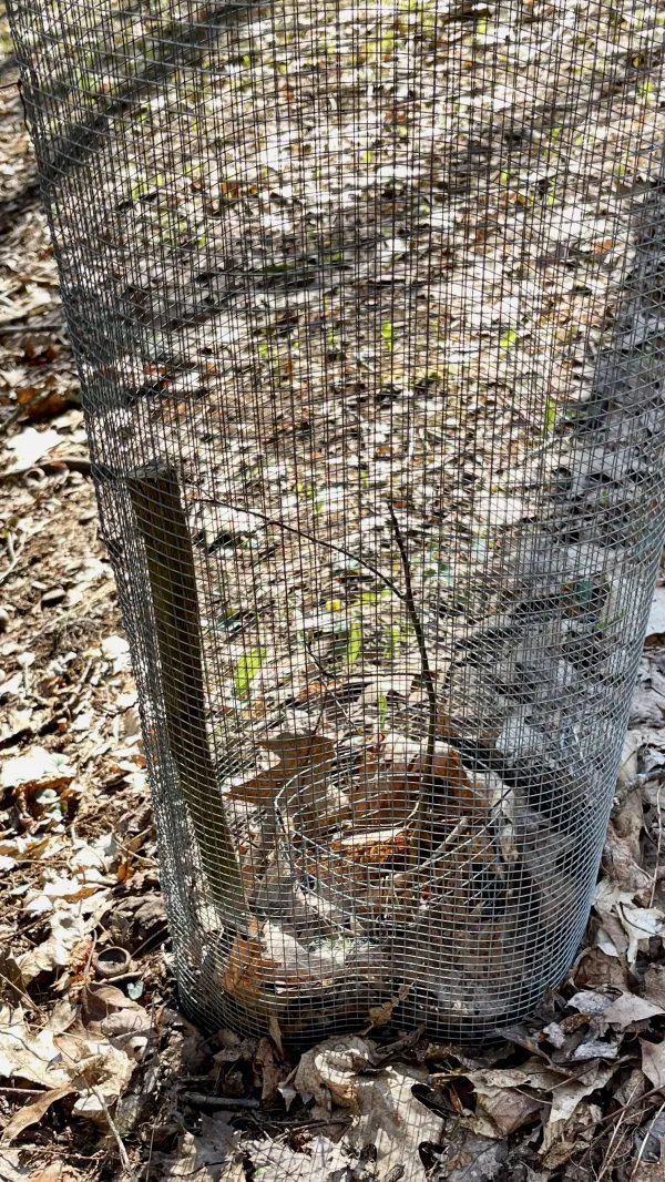 A chestnut seedling surrounded by chicken wire