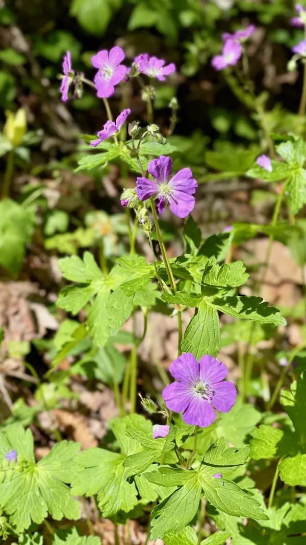 wild geranium