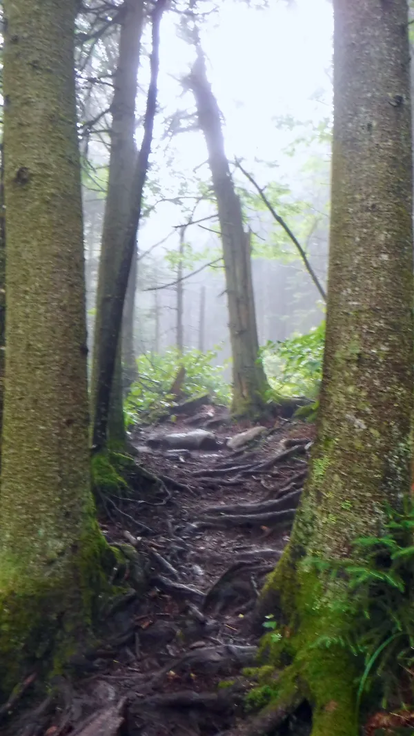 Roots and mud on the trail