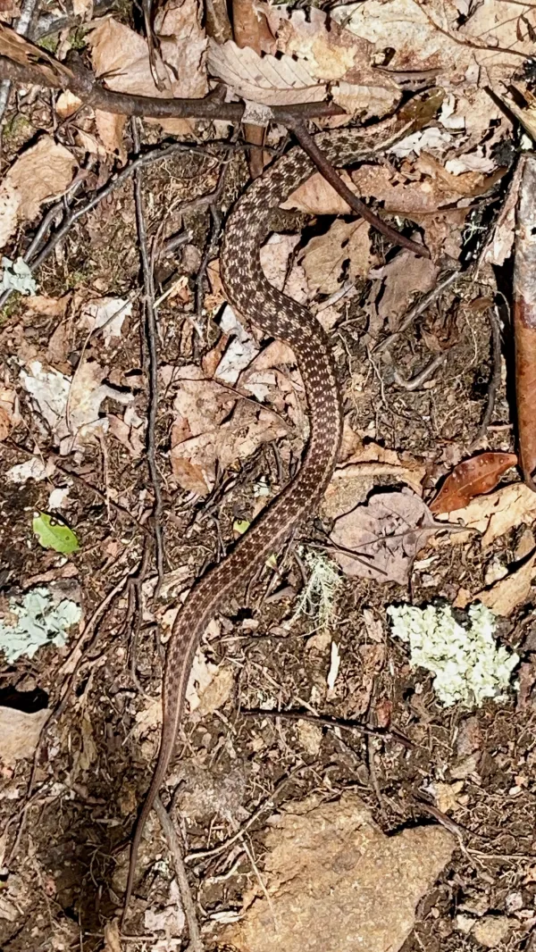 Garter snake