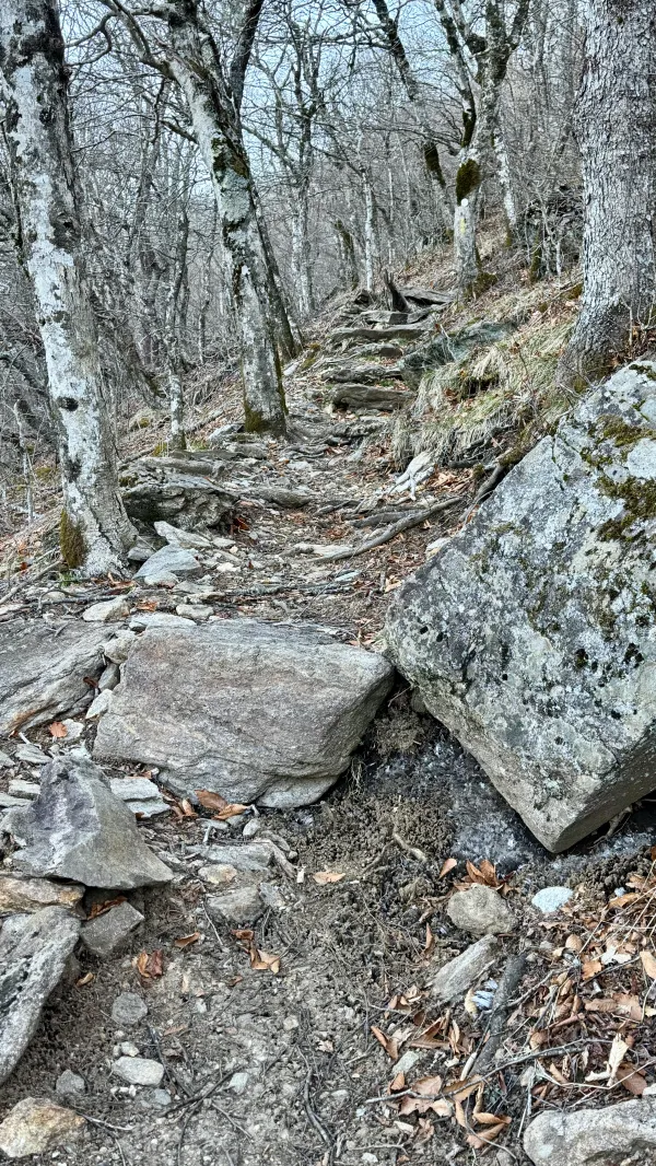 Rocks and roots on the trail