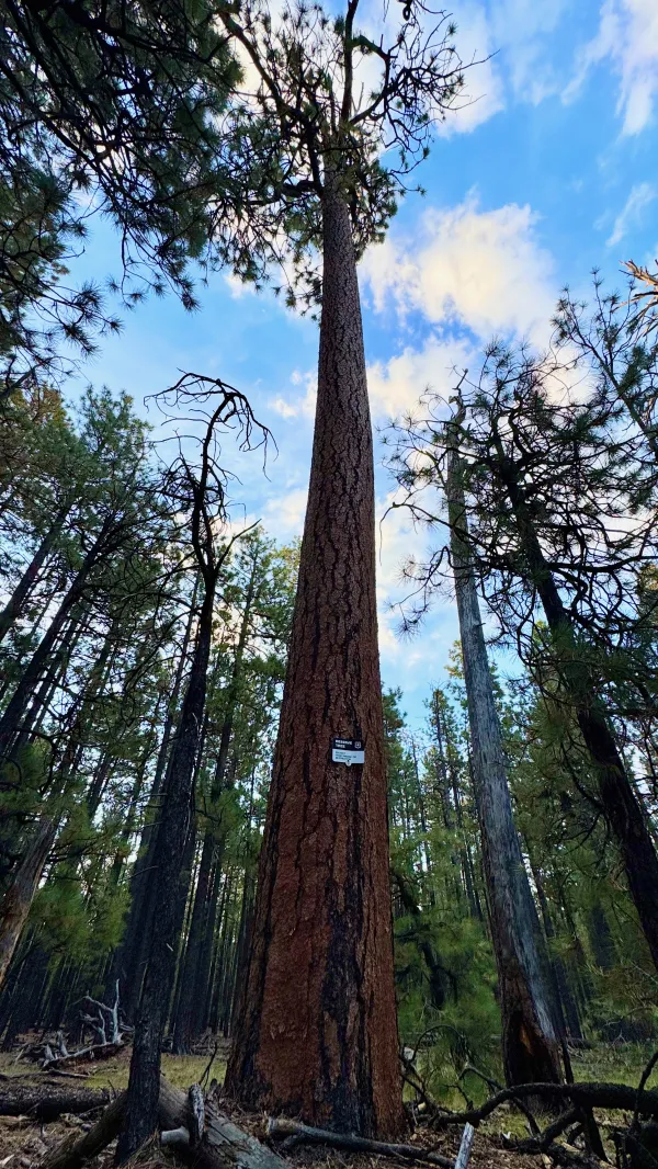 A reserve tree