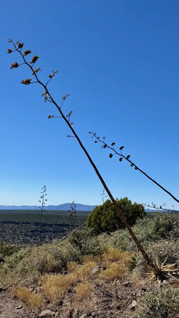Palmer’s agave