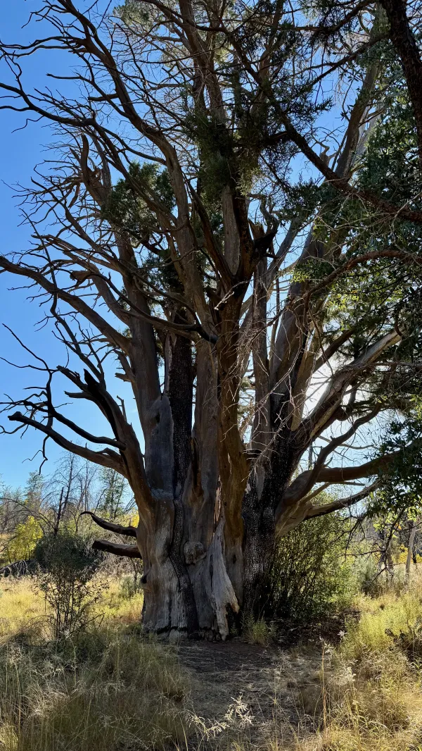 An ancient alligator juniper