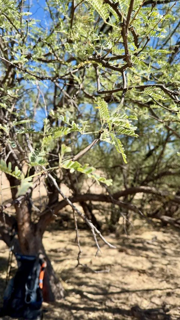 A mesquite tree